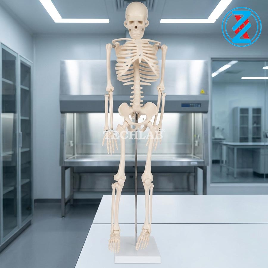 Mô Hình Bộ Xương Người 85 Cm
