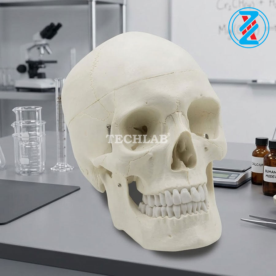 Mô Hình Sọ Người (GD0102) - OPTIKA
