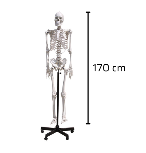 Mô Hình Bộ Xương Người 170cm (GD0101)_OPTIKA