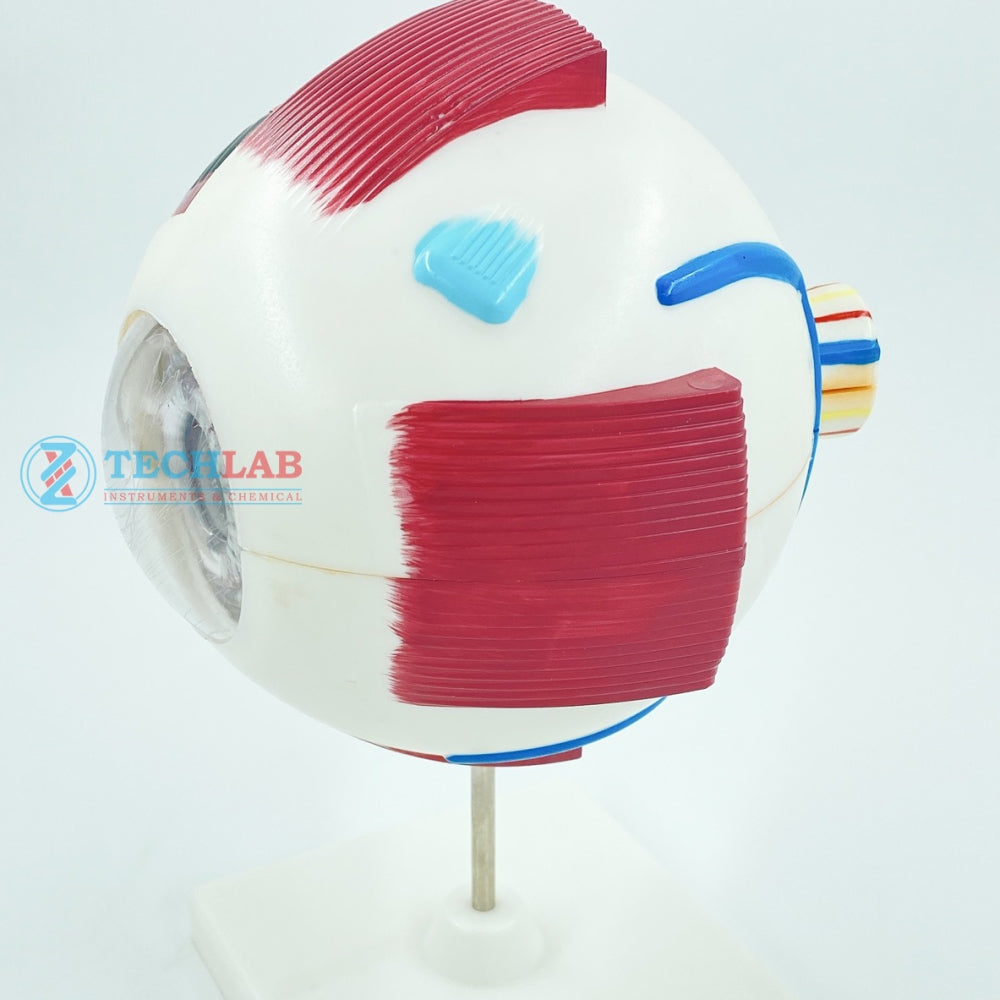 Mô Hình Mắt Người (GD0307) - OPTIKA