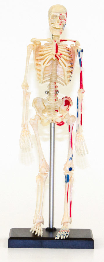Mô Hình Bộ Xương Người 24 Cm