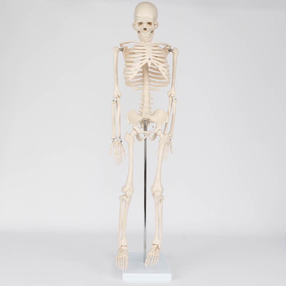 Mô Hình Bộ Xương Người 85 Cm