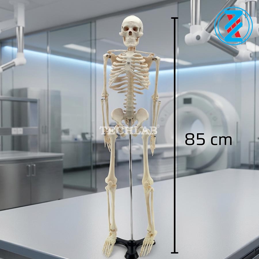 Mô Hình Bộ Xương Người 85cm (GD0111)_OPTIKA