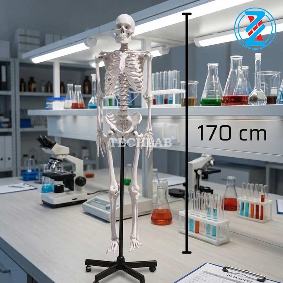 Mô Hình Bộ Xương Người 170cm (GD0101)_OPTIKA