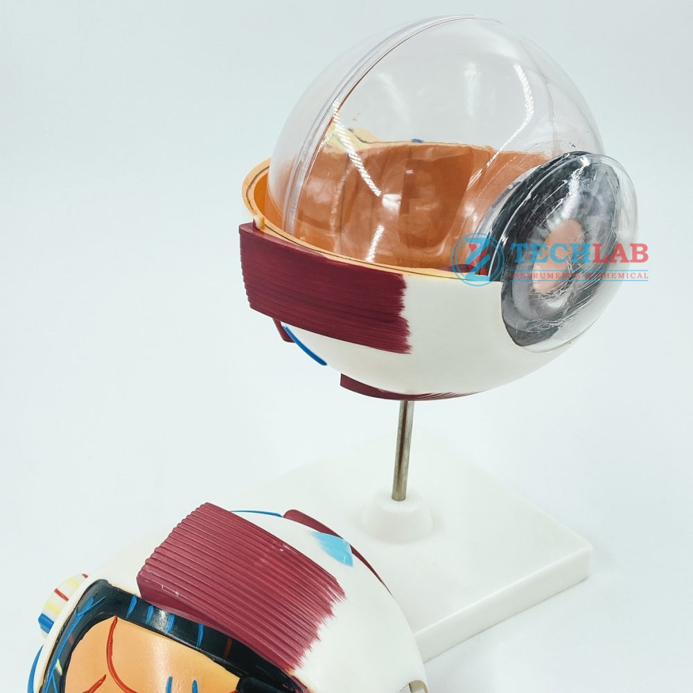 Mô Hình Mắt Người (GD0307) - OPTIKA