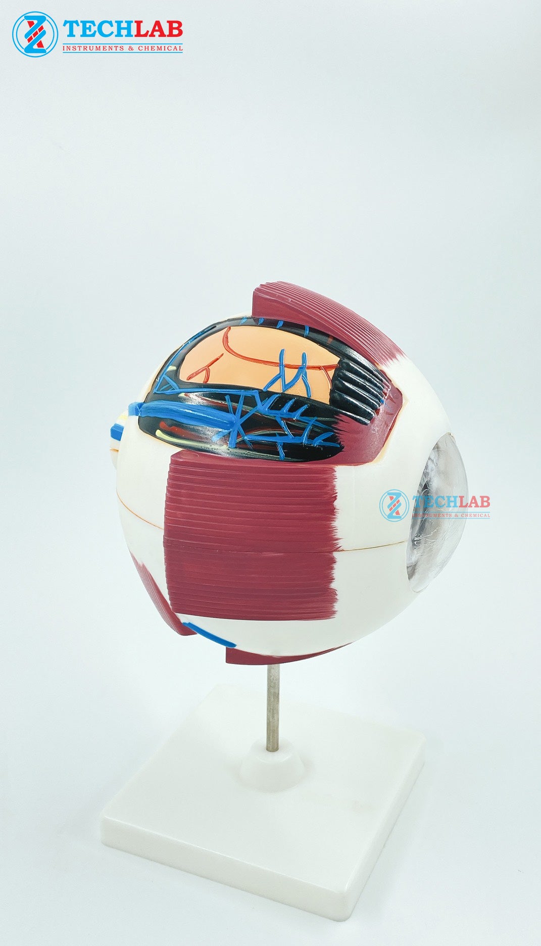 Mô Hình Mắt Người (GD0307) - OPTIKA