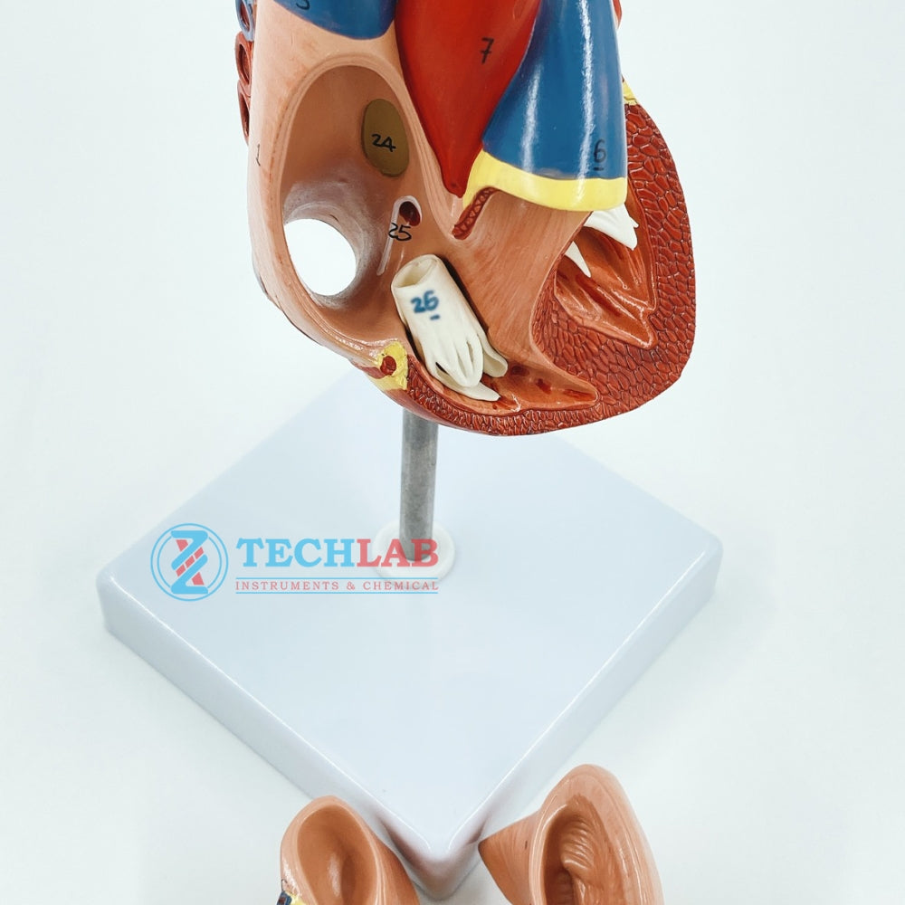 Mô Hình Tim Người (GD0322) - OPTIKA